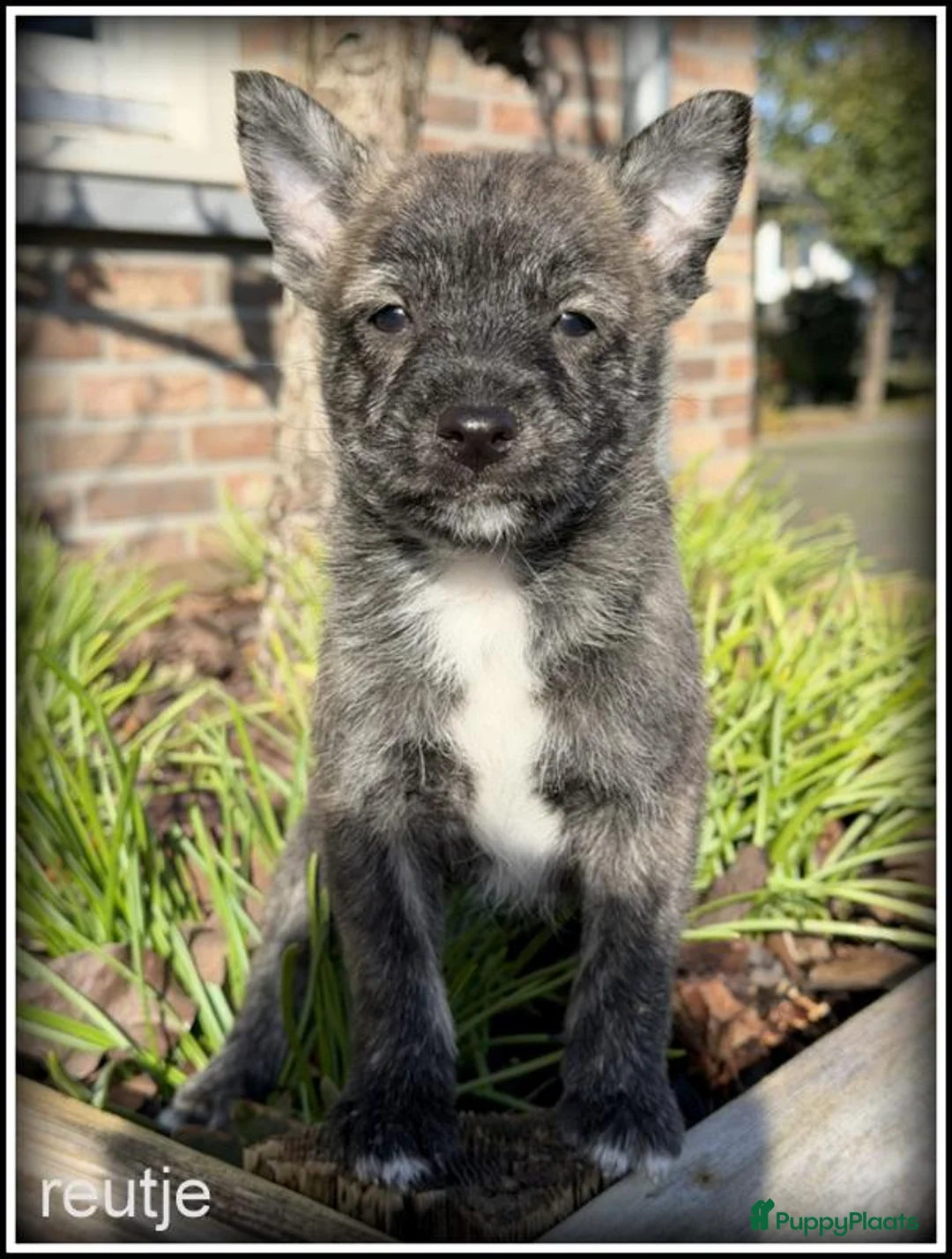 Kruising honden te koop: Pomeriaan x Westy kruising pups - Advertentie 10