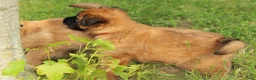 Mechelse Herder honden te koop: Baskische herder - Advertentie 4