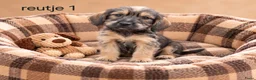 Kruising honden te koop: Super mooie kaninchen x dwerg teckel pups - Advertentie 2