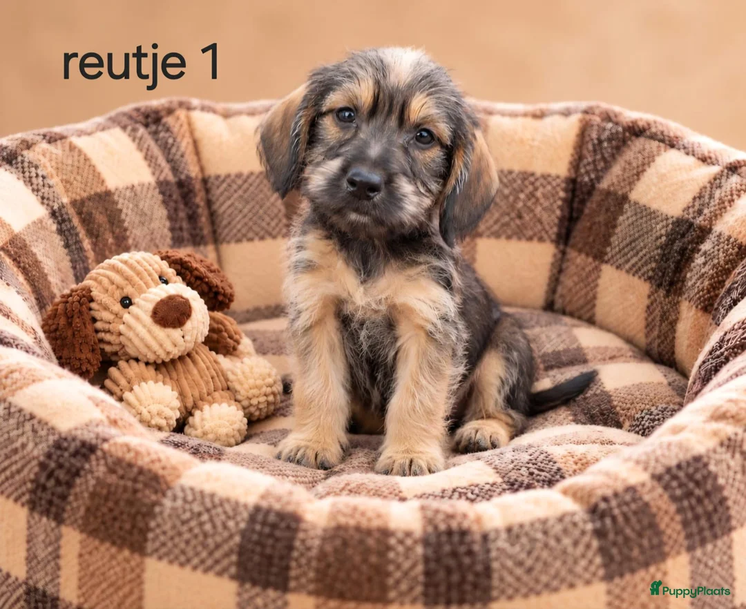Kruising honden te koop: Super mooie kaninchen x dwerg teckel pups - Advertentie 2