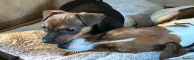 Jack Russel Terriër 1