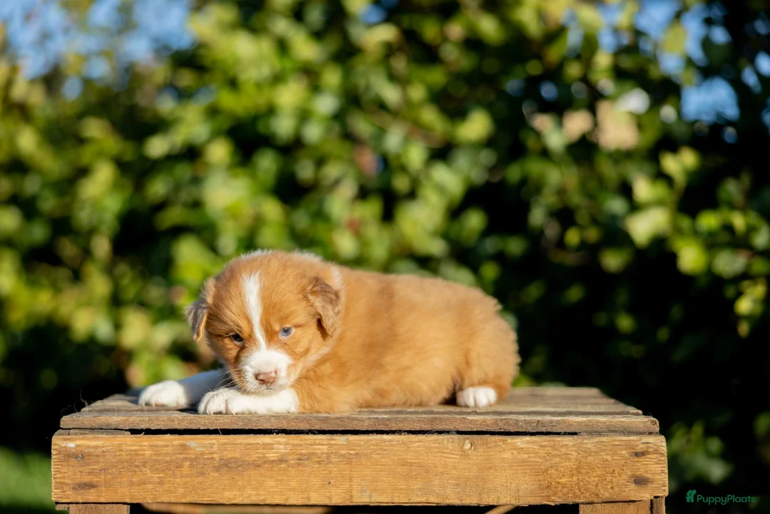 Kruising honden te koop: Gesocialiseerde Australian Shepherd x Toller pups - Advertentie 2
