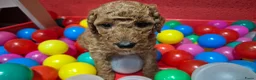 Cockapoo honden te koop: Cockapoo pupjes uit geteste ouders - Advertentie 19