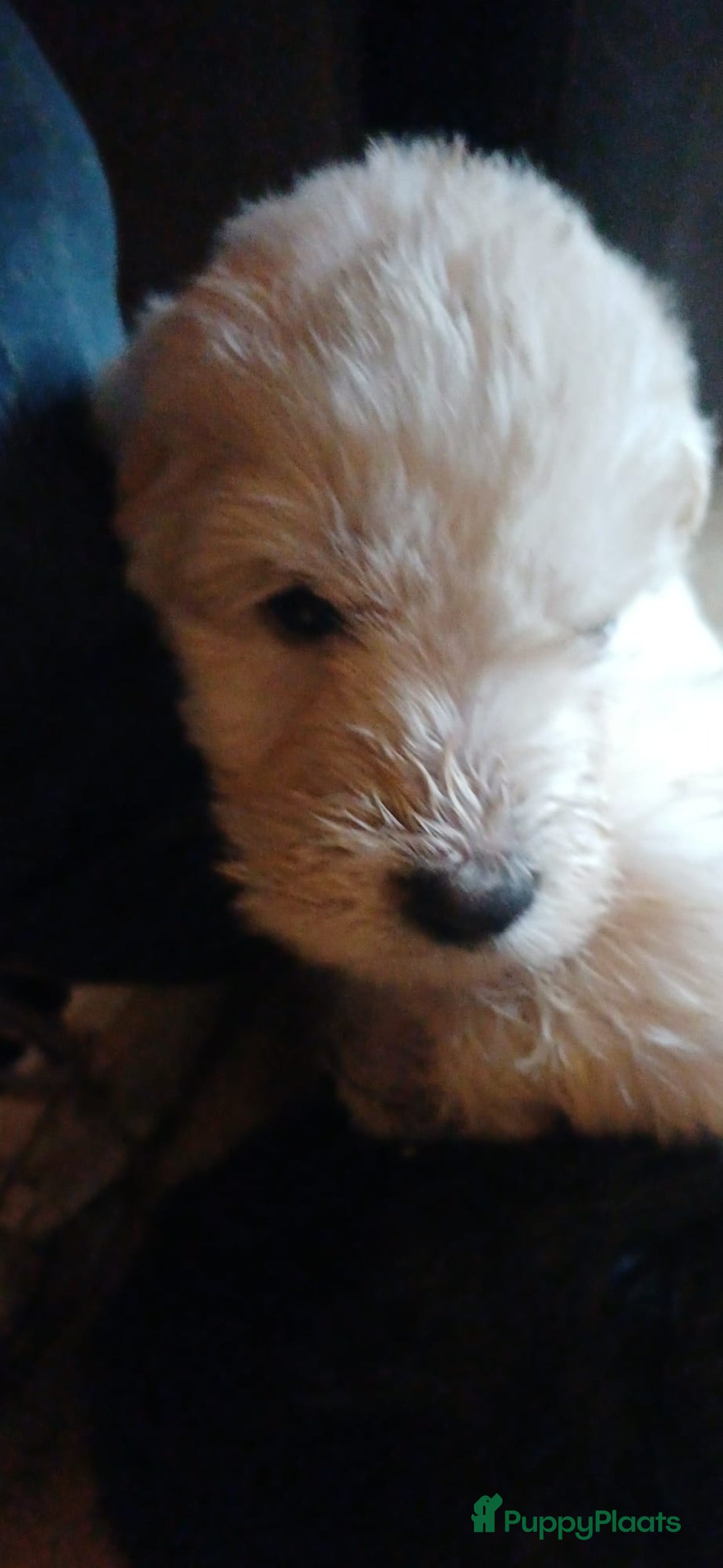 Kruising honden te koop: Ben jij het baasje van een van deze mooie puppy's? - Advertentie 16