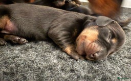 Teckel (korthaar)  honden te koop: Dwergteckel teefjes op zoek naar een gouden mandje in Halsteren - Afbeelding 10