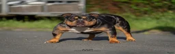 Amerikaanse Bully honden te koop: American Bully pocket pups verwacht  - Advertentie 3