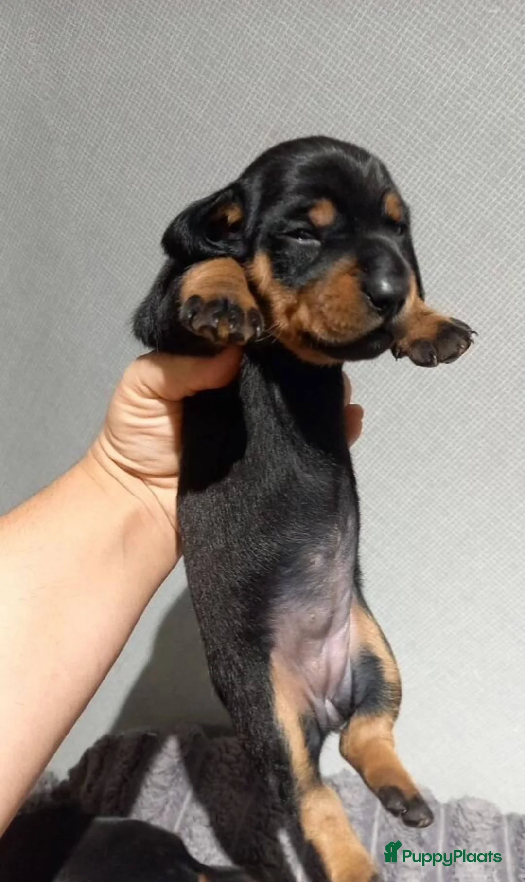 Teckel (korthaar)  honden te koop: Kortharige teckel pups - Advertentie 2