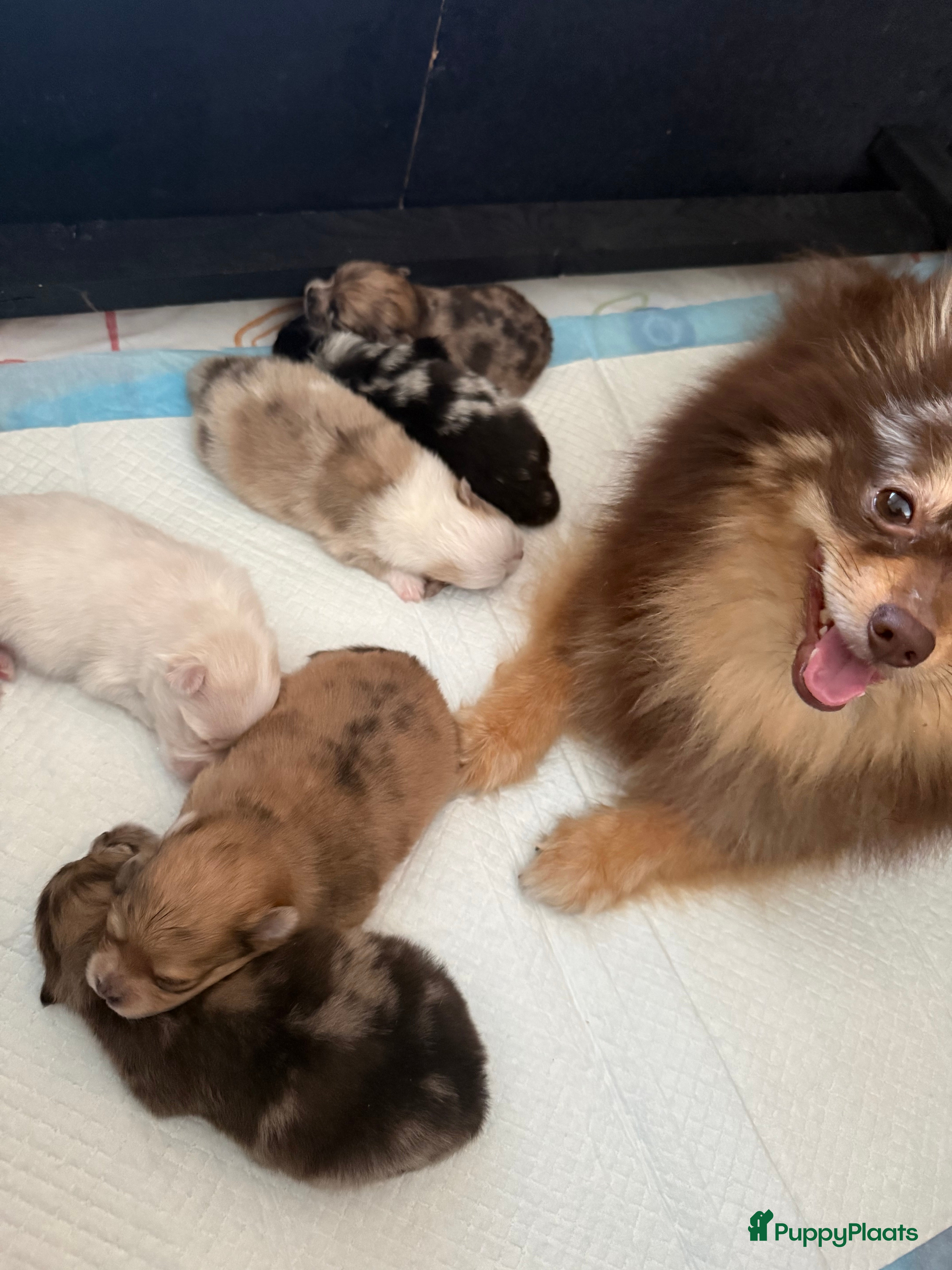 Pomeriaan honden te koop: Pomeriaan pups - Advertentie 14