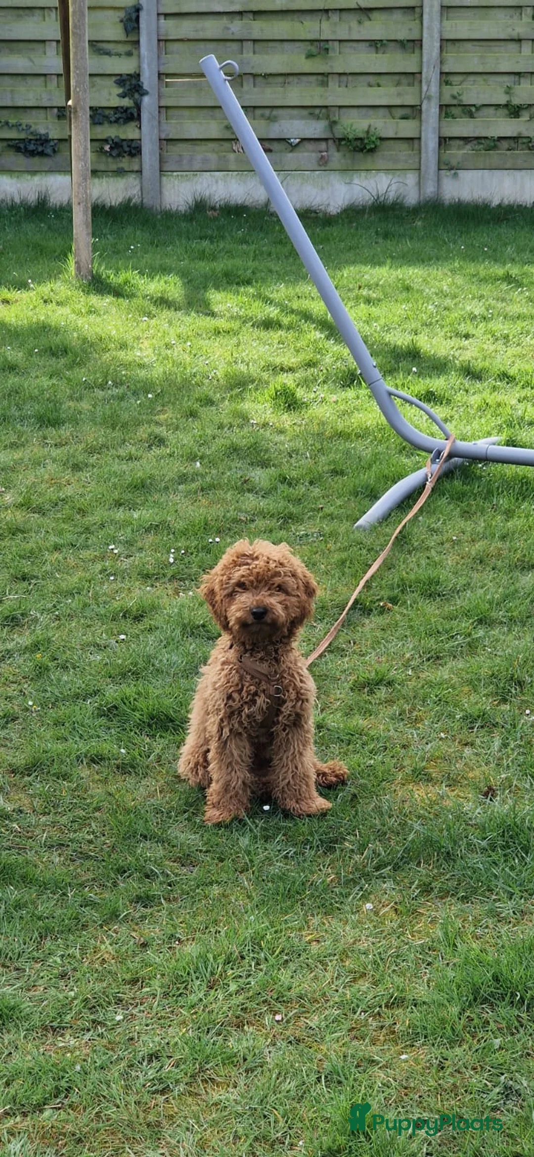 Dwergpoedel honden te koop: Dwergpoedel abrikoos - Advertentie 2