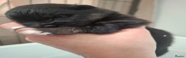 Pomeriaan Puppy 5