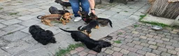 Kruising honden te koop: Ruwharige Teckel  - Advertentie 6