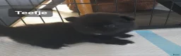 Pomeriaan honden te koop: Pomeriaan  - Advertentie 7