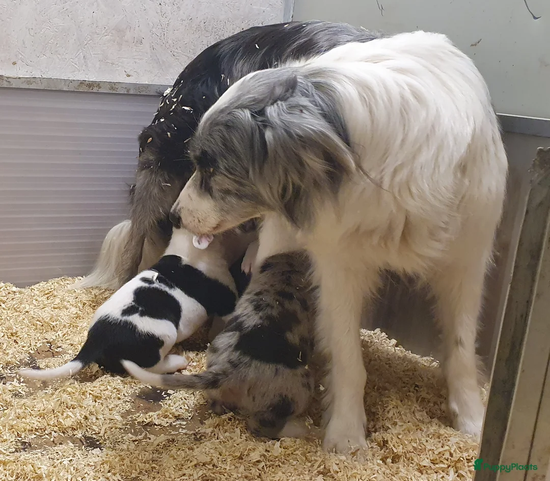 Kruising honden te koop: Laaste pup is nog op zoek naar een liefdevol thuis - Advertentie 19