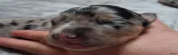 Kruising honden te koop: Geweldige leuke pups corgi x Australian shepherd - Advertentie 10