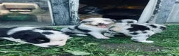 Kruising honden te koop: Australian sheppard/border collie puppy's - Advertentie 3