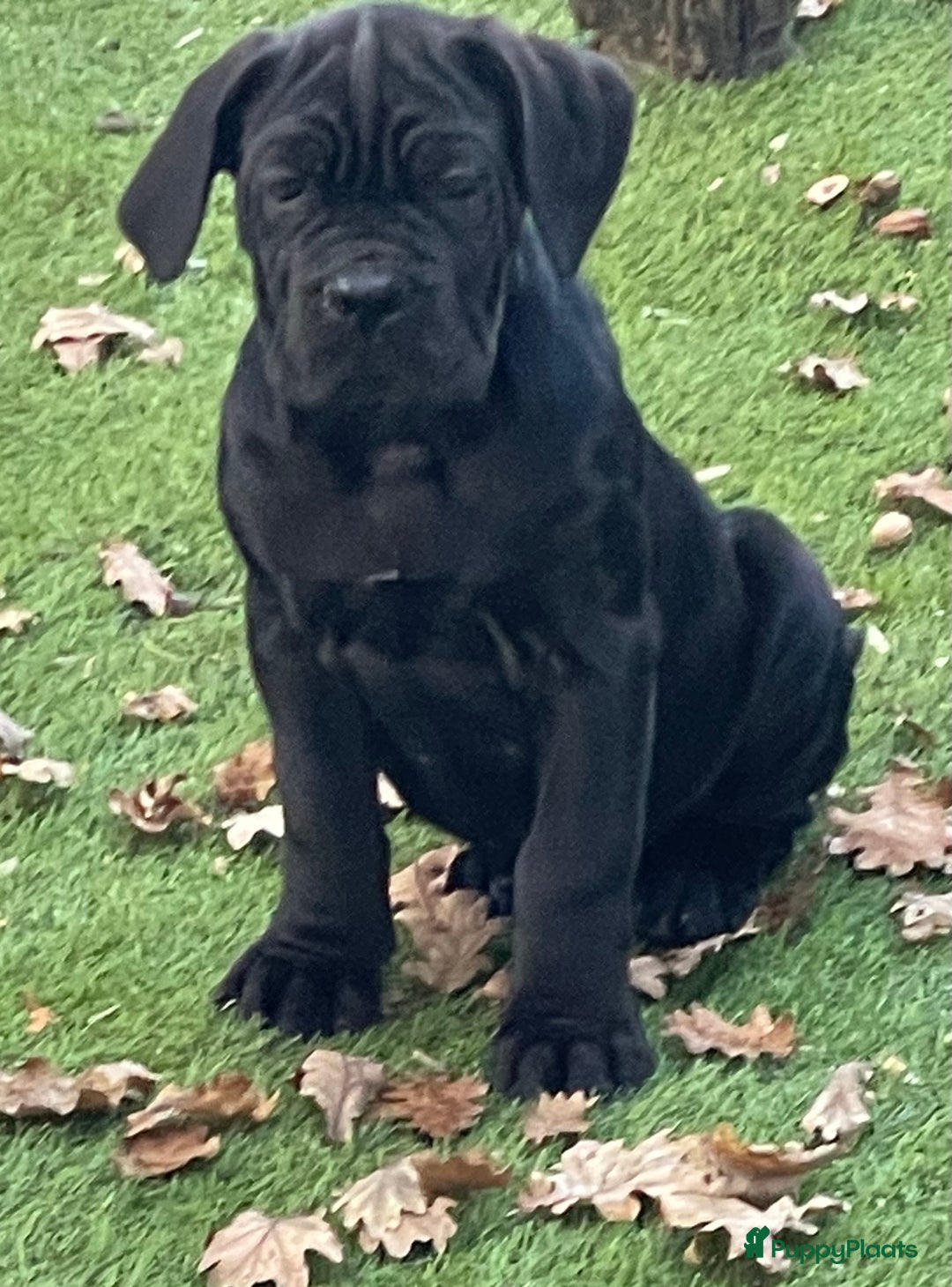 Cane Corso honden te koop: Te koop zwarte Cane corso pups met FCI stamboom  - Advertentie 4