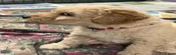 Labradoodle honden te koop: Mooie blonde Labradoodle 🐶 pups.  - Advertentie 7