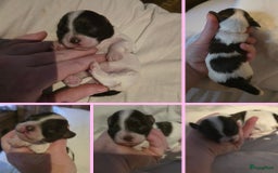 Havanezer honden te koop: Prachtige havanezer pups chocolade/wit in Weert - Afbeelding 4