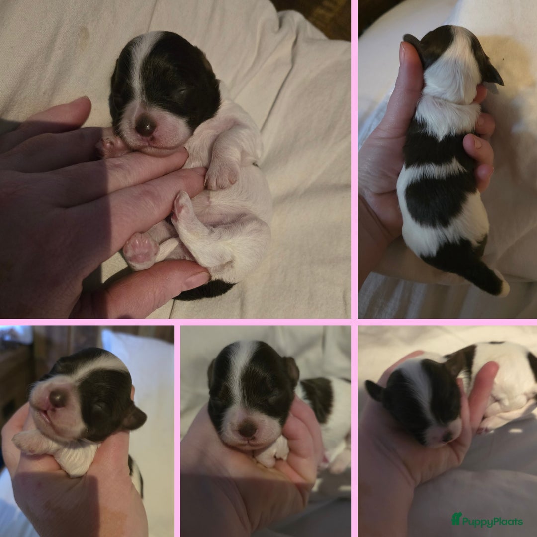 Havanezer honden te koop: Prachtige havanezer pups chocolade/wit in Weert - Afbeelding 4