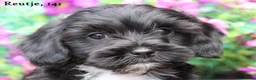 Kruising honden te koop: Knappe Boompoo pups - Advertentie 14