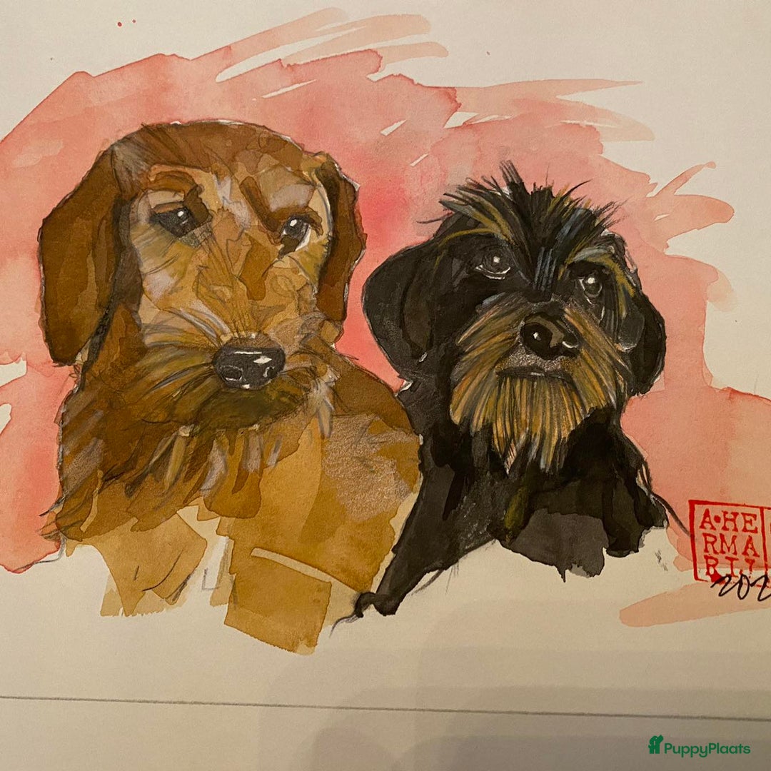 Ruwhaar Teckel honden te koop: Ruwhaar dwergteckel pups - Advertentie 4