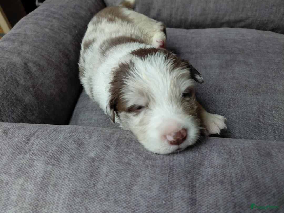 Border Collie honden te koop: Bordercollie pups  - Advertentie 14