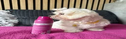 Maltezer honden te koop: Prachtig Maltezer teefje zoekt haar gouden mandje - Advertentie 7