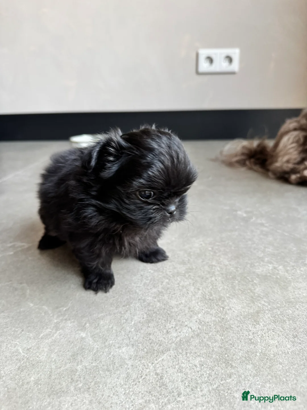 Kruising honden te koop: Mooie Shih tzu x pomeriaan pups in Zwolle - Advertentie 6