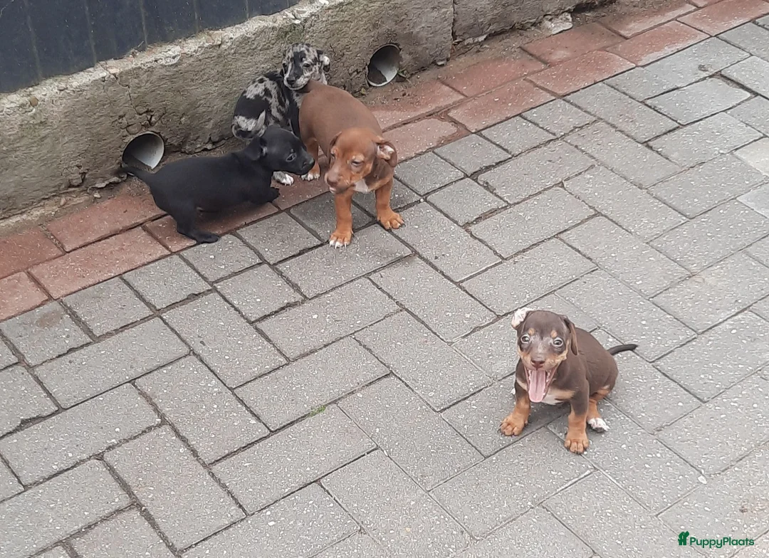 Jack Russel Terriër honden te koop: Jack russel pups REUTJES - Advertentie 2