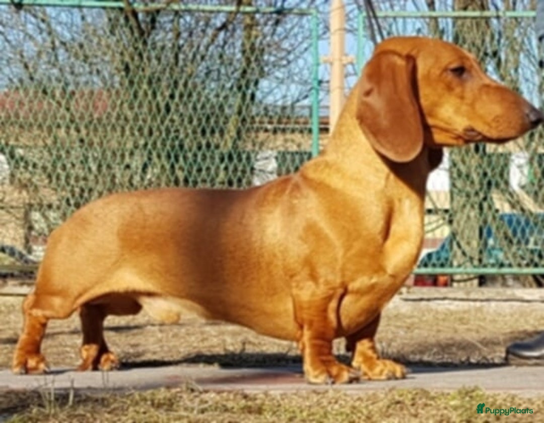 Teckel (korthaar)  honden te koop: Prachtige kortharige teckel pups reu  - Advertentie 4