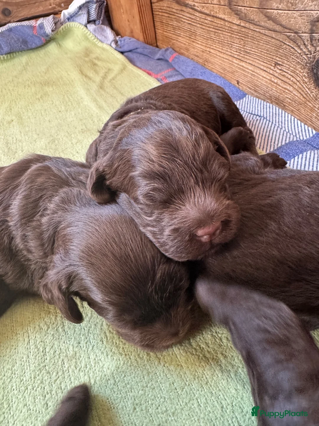 Labradoodle honden te koop: Medium chocolade labradoodles 75% Australian  - Advertentie 8