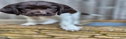 Heidewachtel honden te koop: Prachtige Heidewachtel puppy's aangeboden - Advertentie 14