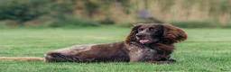 Duitse Staande Hond Langhaar honden te koop: Te koop - Advertentie 3