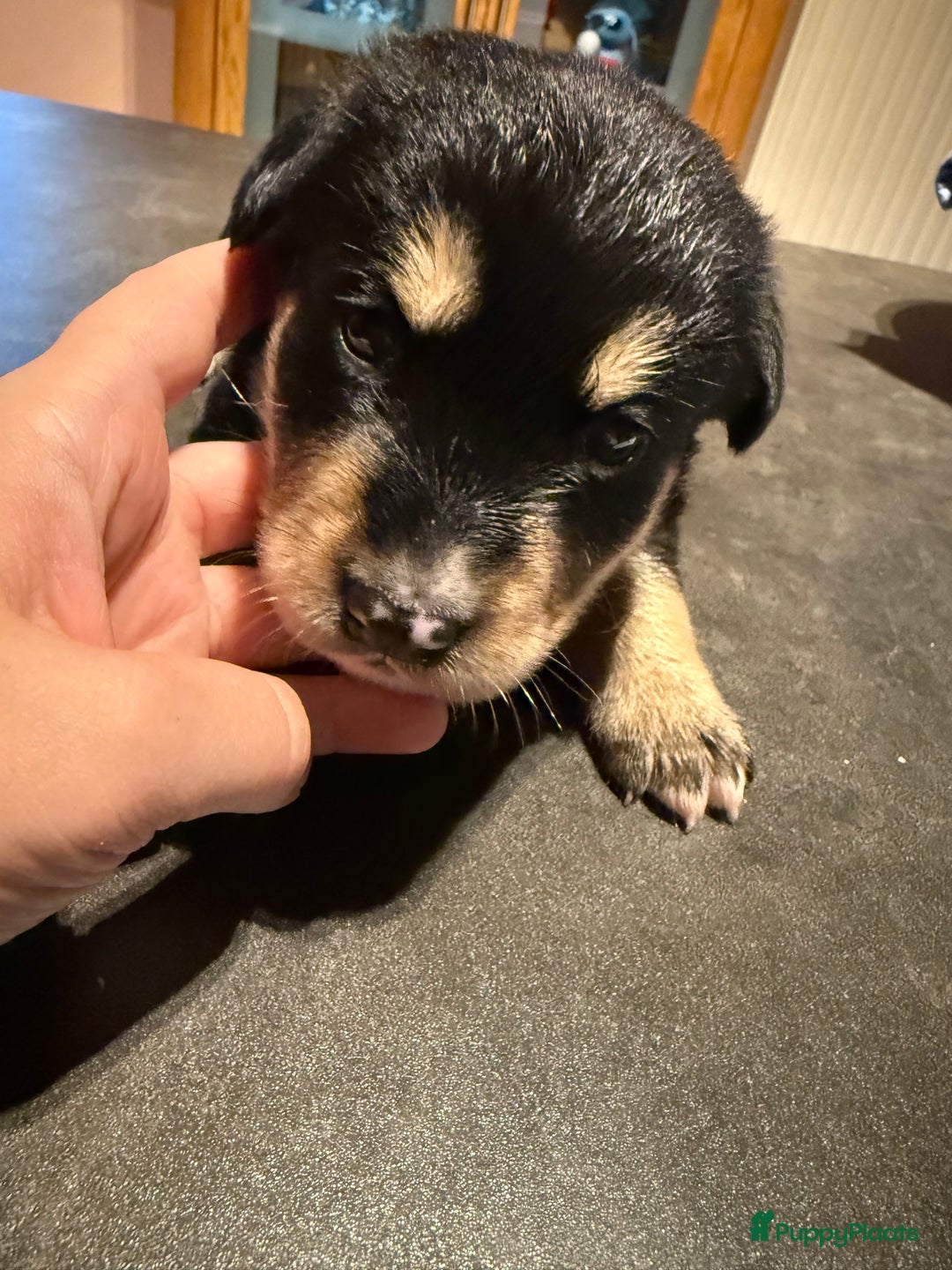 Kruising honden te koop: Super lieve bernskypuppy’s - Afbeelding 12