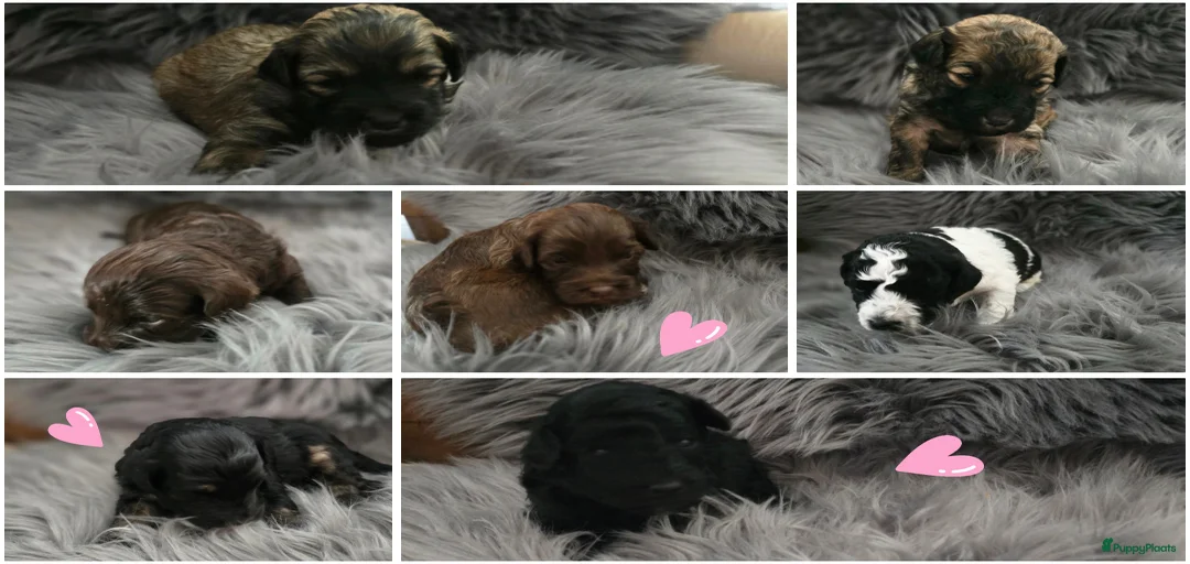 Galerij afbeelding {{count}}