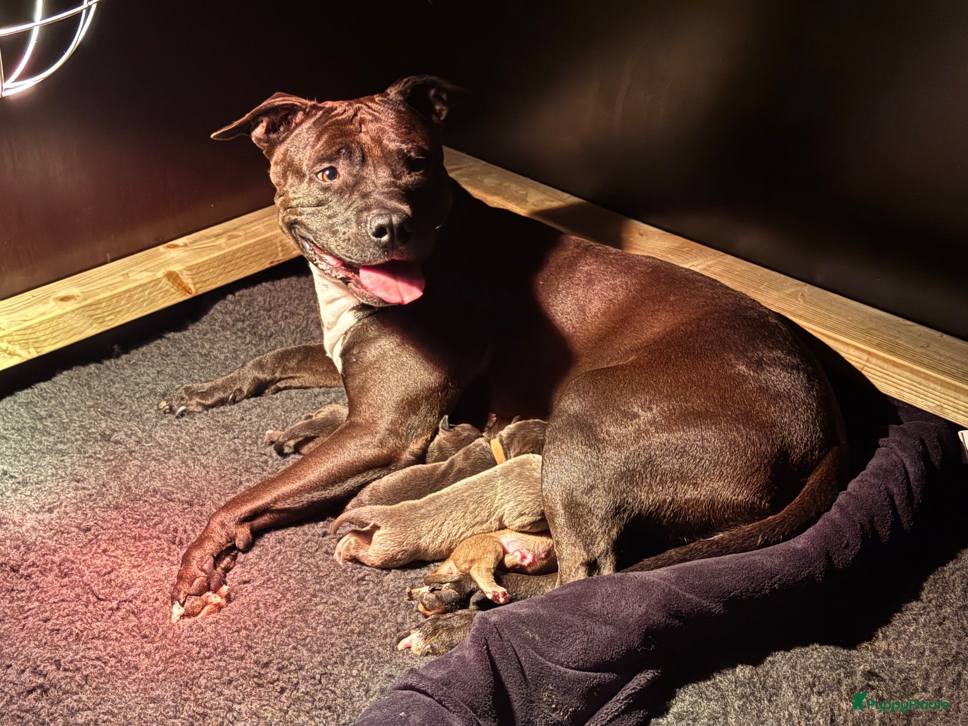 Kruising honden Kruising american bully/ american staffordshire t. - Advertentie 18
