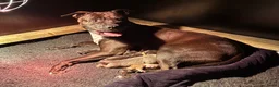 Kruising honden te koop: Kruising american bully/ american staffordshire t. - Advertentie 1