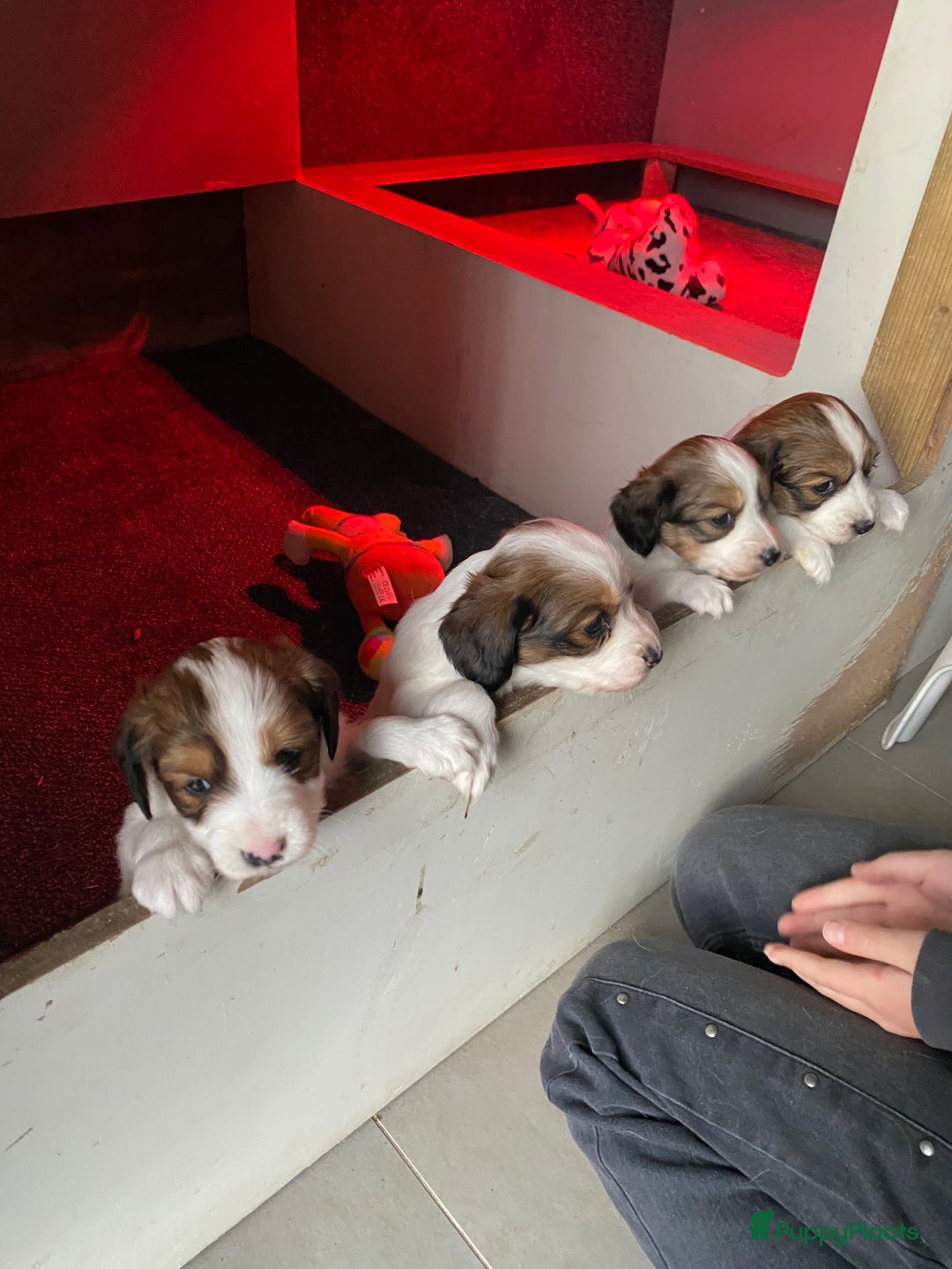 Kooikerhondje honden te koop: Kooiker reutje 6 weken - Advertentie 4