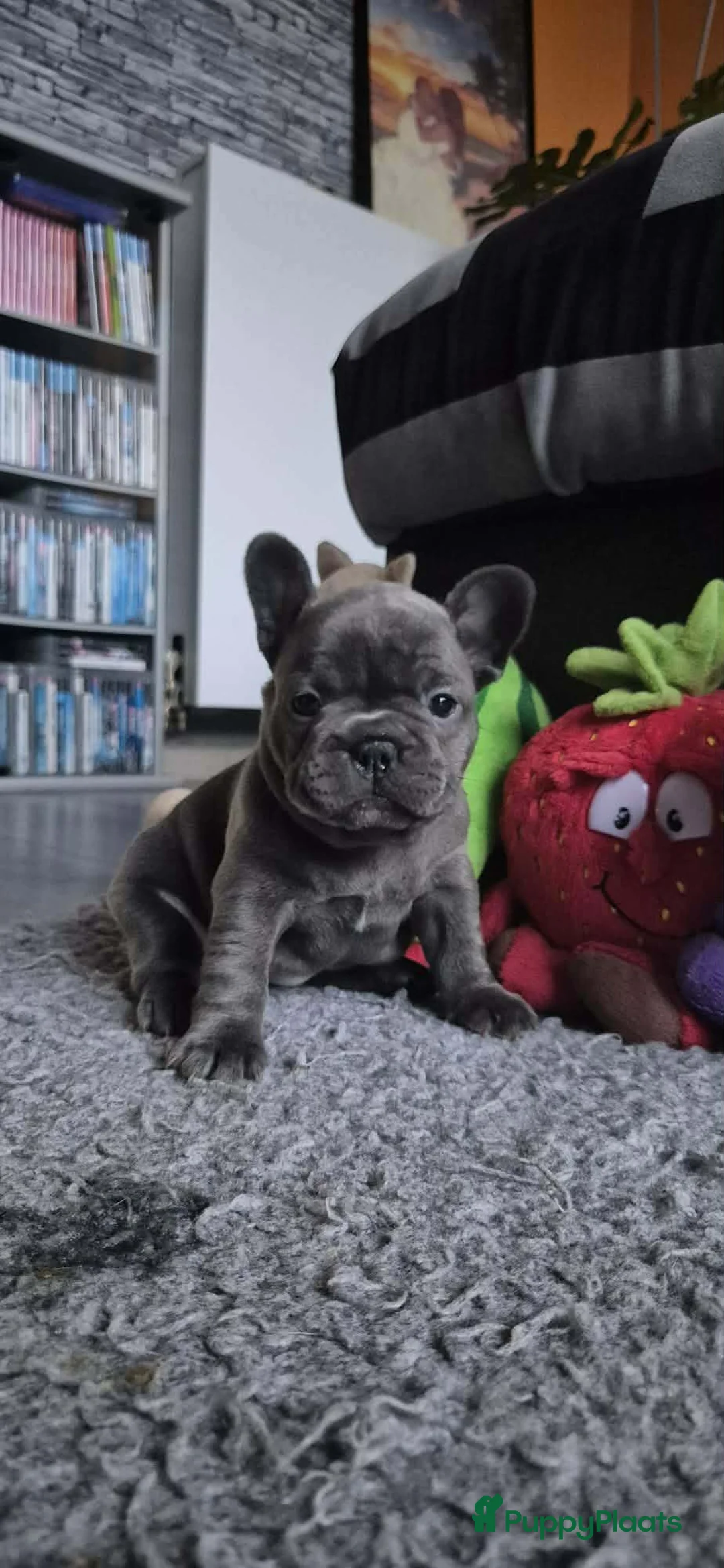 Franse Bulldog honden te koop:  Prachtige Blauwe Bulldog puppy’s thuisnestje - Advertentie 11