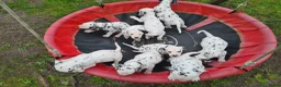 Dalmatiër honden te koop: dalmatiër puppy's zoeken leuk baasje. - Advertentie 6