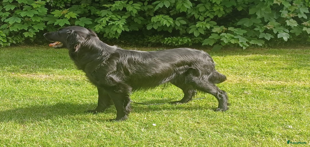 Galerij afbeelding {{count}}