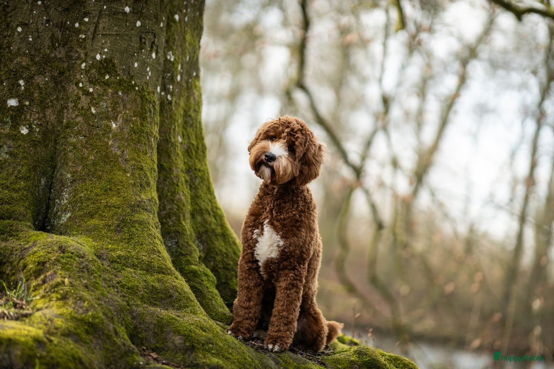 Australian Labradoodle honden ter dekking: Australian labradoodle dek reu  - Afbeelding 10