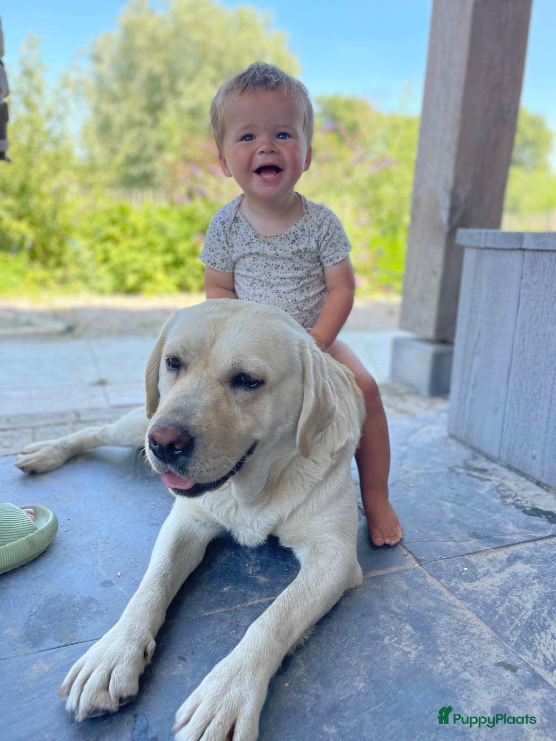 Labrador Retriever honden te koop: Prachtige sociale labrador pups te koop - Advertentie 2