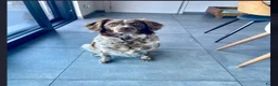 Friese Stabij honden te koop: Friese stabij reutje  - Advertentie 2