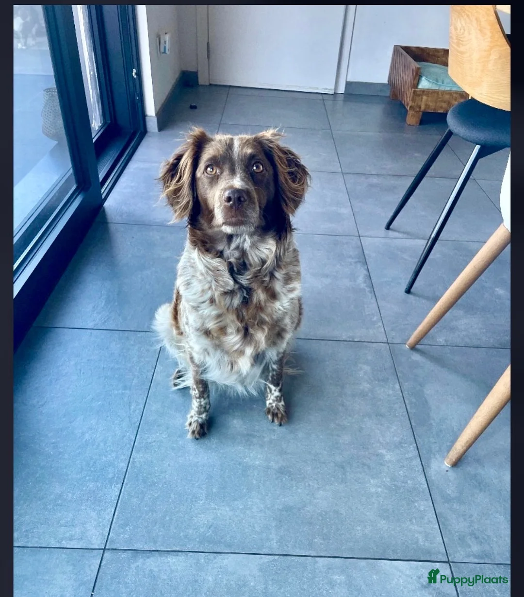 Friese Stabij honden te koop: Friese stabij reutje  - Advertentie 2