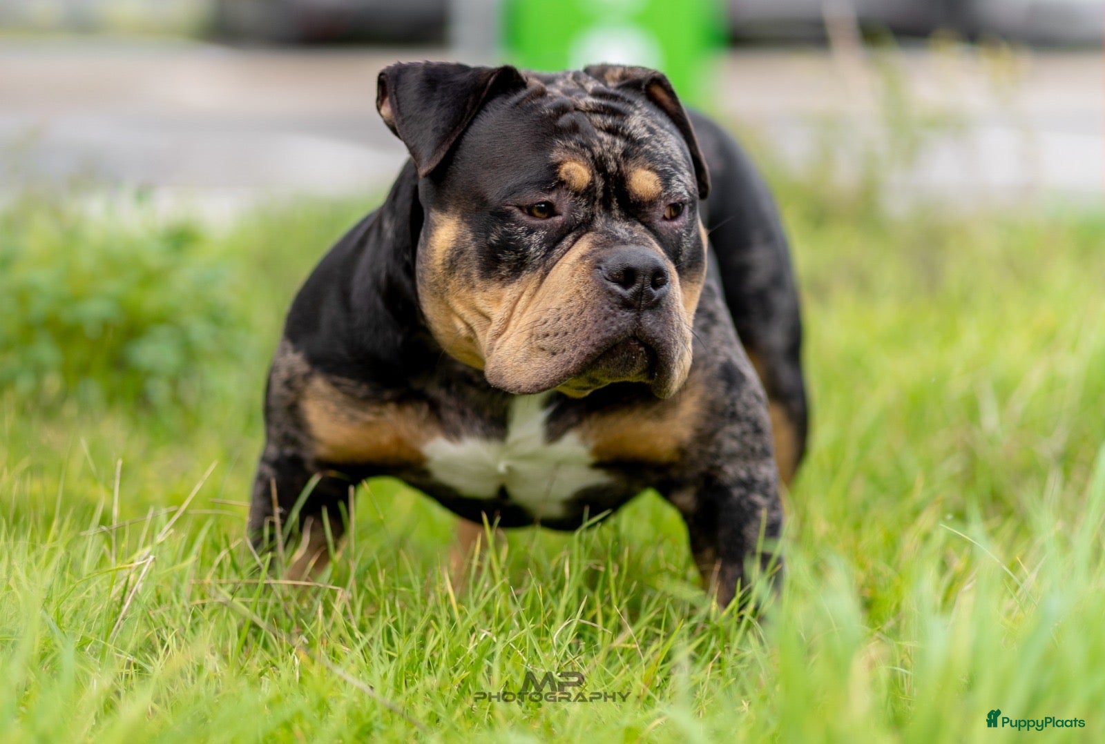 Amerikaanse Bully honden American Bully pocket dekreu  - Advertentie 2