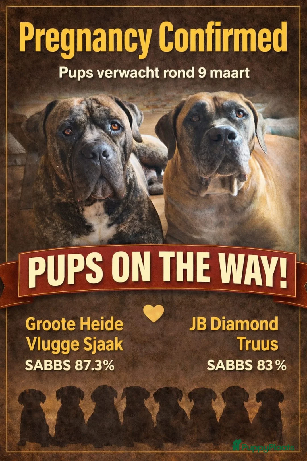 Boerboel honden te koop: Boerboel pups met Sabbs stamboom - Advertentie 1
