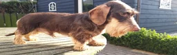 Ruwhaar Teckel honden te koop: Ruwharige teckel pups - Advertentie 28