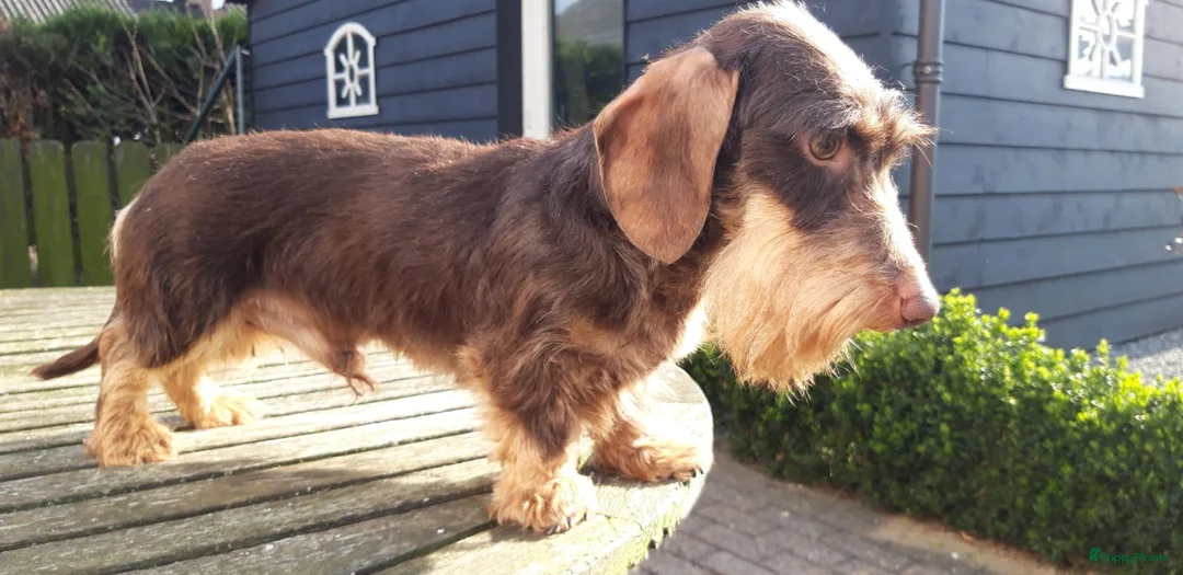 Ruwhaar Teckel honden te koop: Ruwharige teckel pups - Advertentie 28