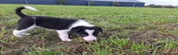 Border Collie honden te koop: 2 prachtige Border Collie pups  - Advertentie 18